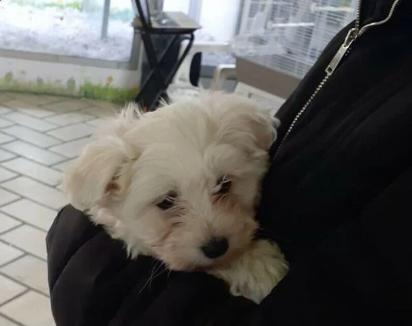disponiamo cucciolini maschi e femmine di maltese, 