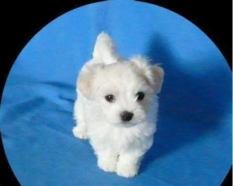 ottimo cucciolo di maltese mini toy buonissimi inteligentissimi 