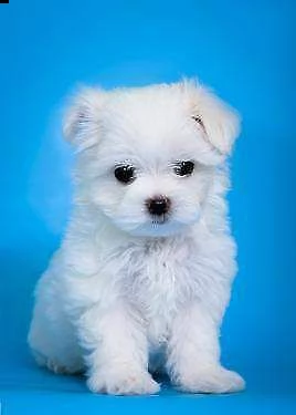 maltese mini toy bravissimo sanissimi e tranquillissimo