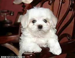 cuccioli di maltese toy vivacissimi e intrigantissimi di 90 giorni 