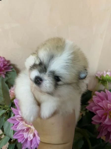 spitz tedesco toy -pomerania