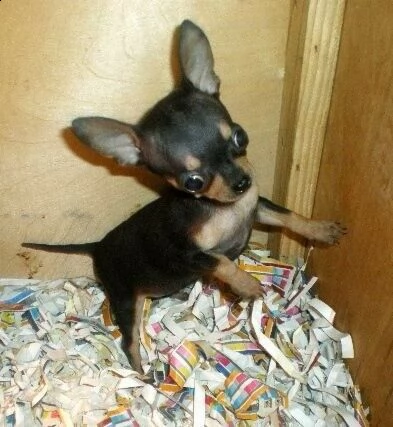 cuccioli di chihuahua, di 70 giorni, già sverminati 