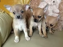 sono disponibili assidui cucciolini di pincher chihuahua