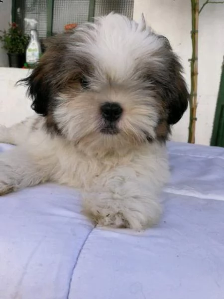 meravigliosi cuccioli di shitzu di circa 3 mesi