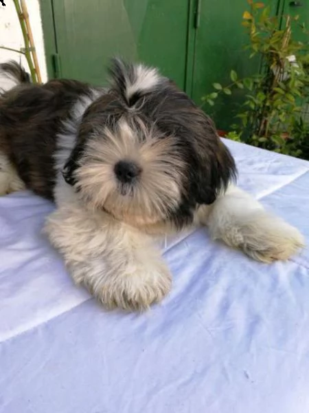 vendo meravigliosi cuccioli di shitzu 