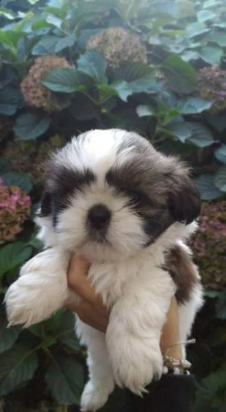 cuccioli di shitzu maschietti e femminucce disponibil