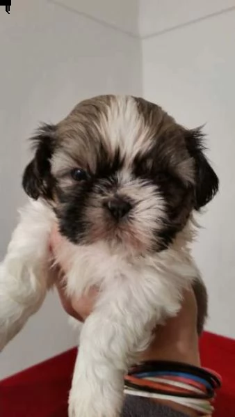 shihtzu maschietti e femminucce disponibili