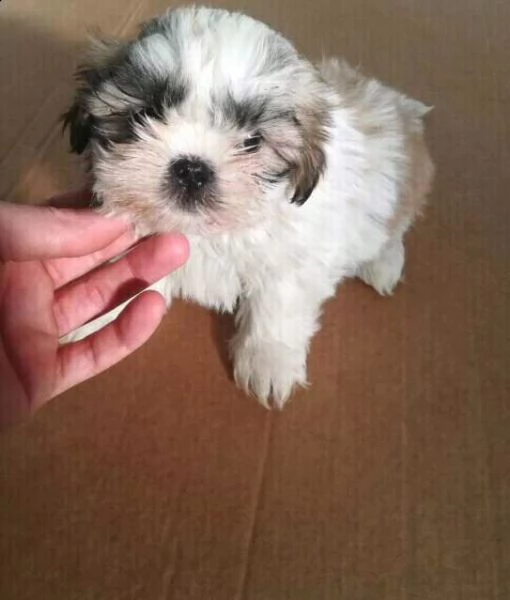 cucciolata di shihzu maschi e femmine taglia piccola 