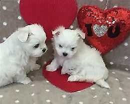 bellissimo cucciolo di maltese mini toy