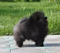 disponiamo di fantastici cucciolotti di spitz di pomerania