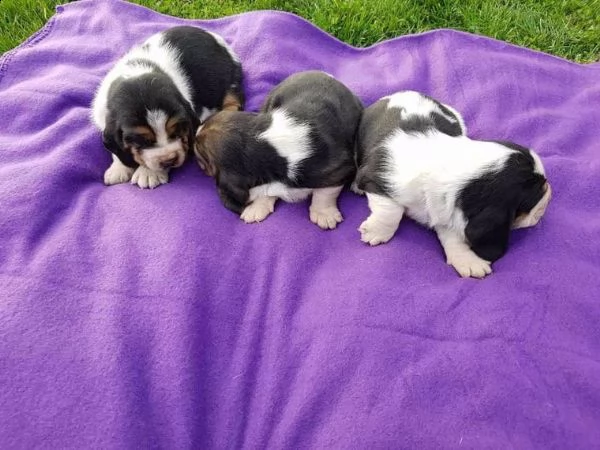 regalo bellissimi cuccioli di basset hound