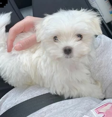 valorosi cucciolotti di maltese, di 90 giorni, 