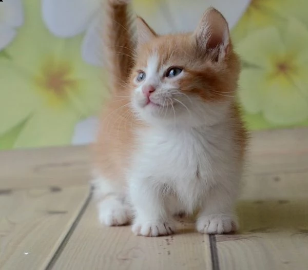 6 gattini di munchkin | Foto 1