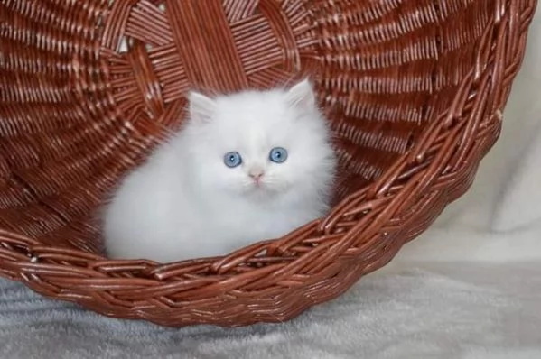 6 gattini di munchkin | Foto 0