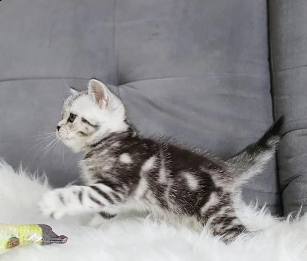 6 gattini di munchkin