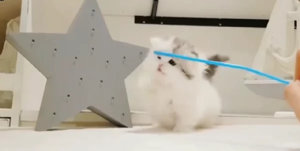 cute cuccioli di munchkin | Foto 3