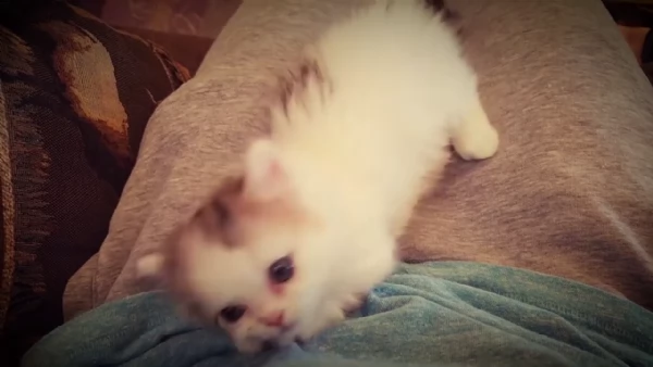 cute cuccioli di munchkin | Foto 1