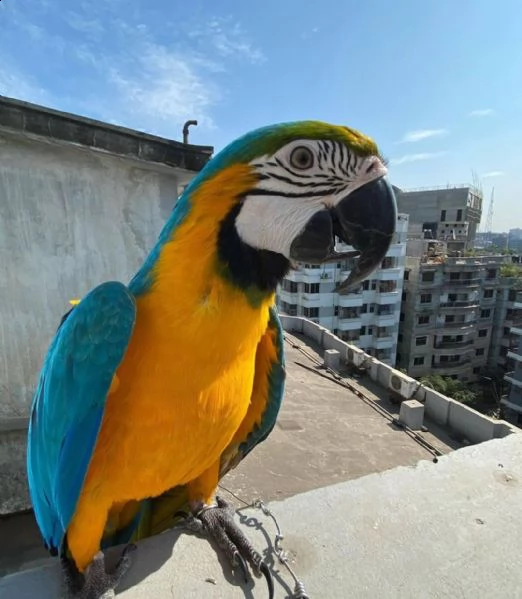 pappagallo ara bella mano sollevata