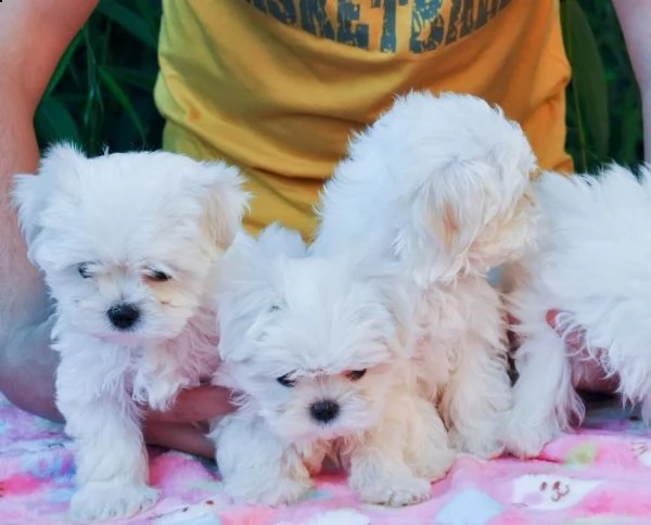 bellissimi cuccioli maltesi
