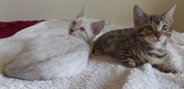 gattini bangal con genitori visibili