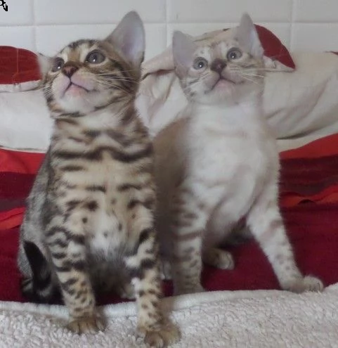 gattini bangal con genitori visibili | Foto 0