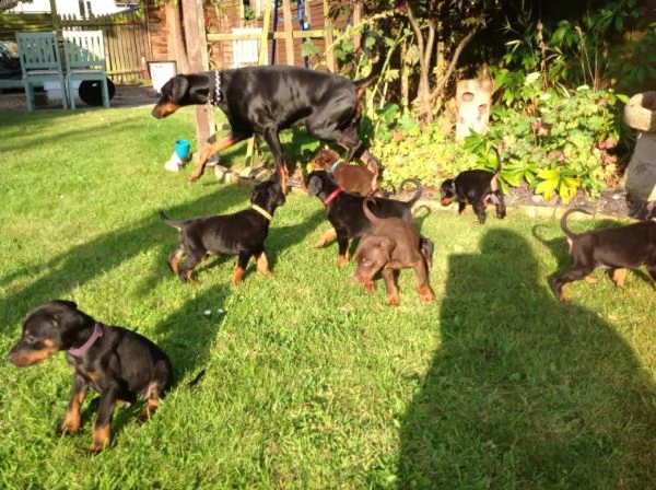 regalo adorabili cuccioli dobermann femminucce e maschietti