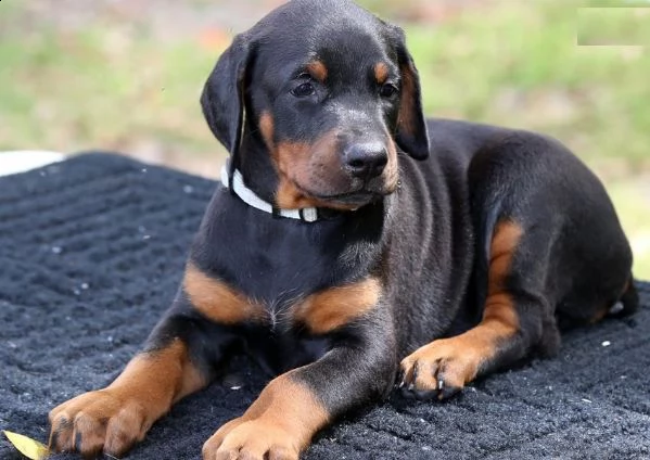 cuccioli di doberman pinscher in vendita