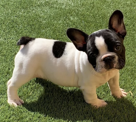  regalo bouledogue francese