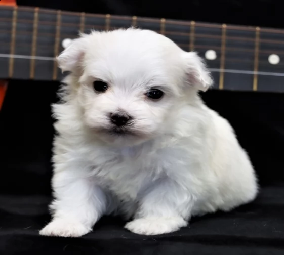   regalo maltese | Foto 0