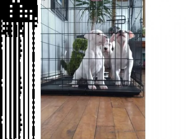 cuccioli di razza dogo agentina pronti per il reinserimento