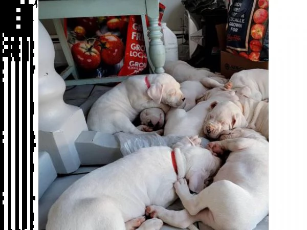 cuccioli di razza dogo agentina pronti per il reinserimento | Foto 0