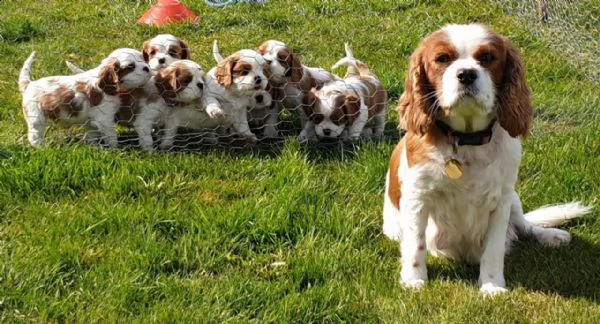  regalo cavalier king cuccioli meravigliosi !  nati in casa da nostri esemplari ipertipici carattere