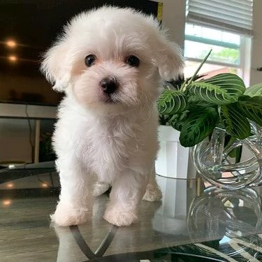 2 bellissimi cuccioli maltesi da adottare in una casa di cura. | Foto 0