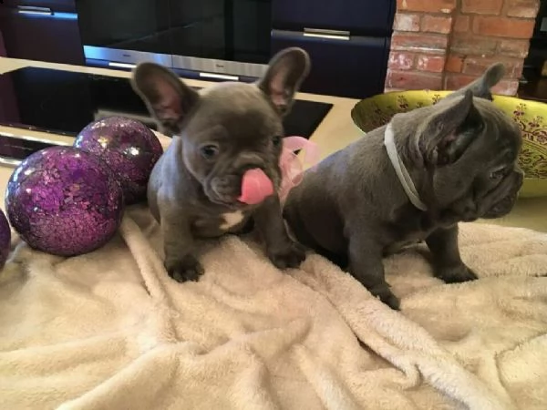 bouledogue - bulldog francese bianchi e neri cuccioli | Foto 0