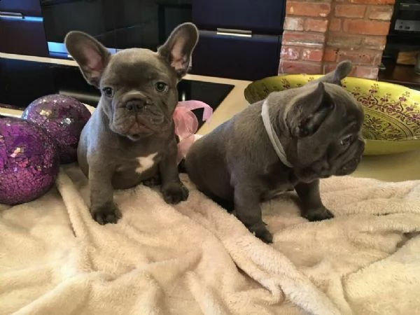 bouledogue - bulldog francese bianchi e neri cuccioli