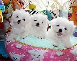 cucciolo di maltese mini toy dolcissimo inteligentissimo