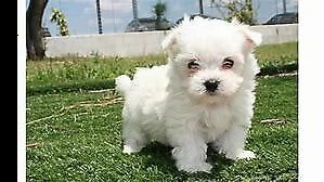 disponibile cucciolo di maltese mini toy eccellentissimo sanissimo