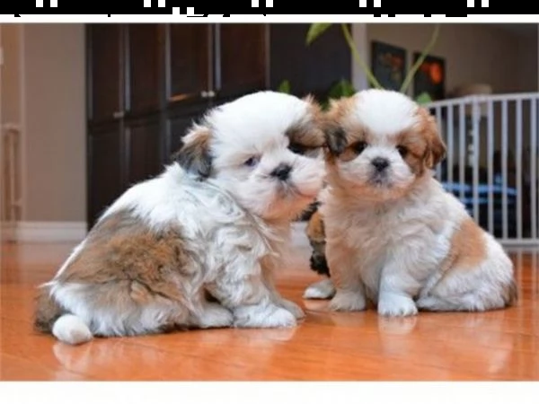 cuccioli shih tzu 