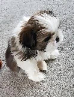 cuccioli shih tzu  | Foto 0