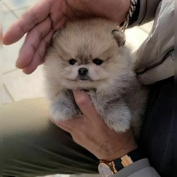 disponiamo cuccioli di pomerania bellissimi e intelligentissimi