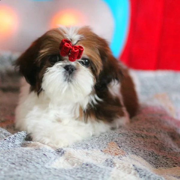 cuccioli di shih tzu addestrati a casa per adozione / regalo | Foto 2