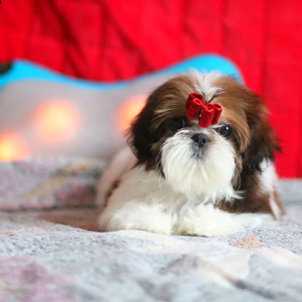 cuccioli di shih tzu addestrati a casa per adozione / regalo | Foto 1
