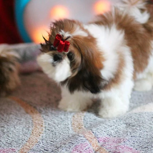 cuccioli di shih tzu addestrati a casa per adozione / regalo | Foto 0