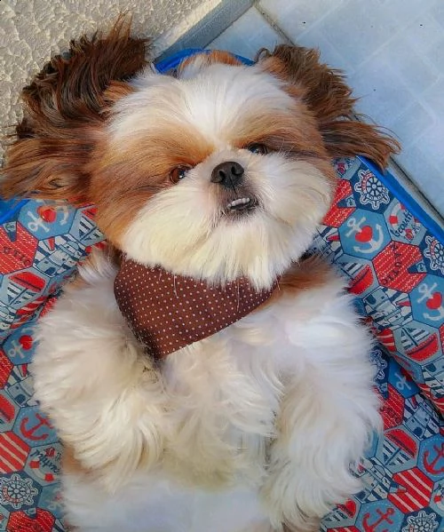 cuccioli di shih tzu addestrati a casa per adozione / regalo