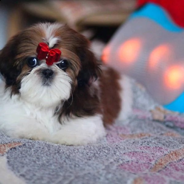 cuccioli shih tzu maschi e femmine in adozione | Foto 0