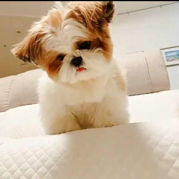 cuccioli shih tzu in adozione