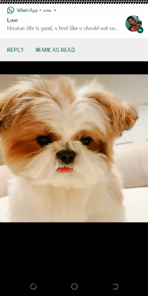 cuccioli shih tzu in adozione | Foto 0