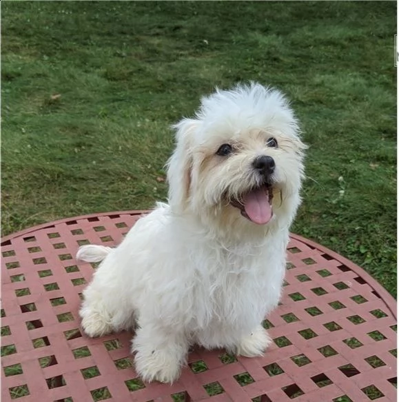 regalo maltese cuccioli meravigliosi !  nati in casa da nostri esemplari ipertipici carattere 