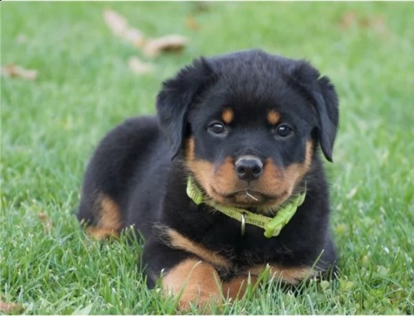  regalo cuccioli rottweiller