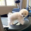 bellissimo cucciolo bolognese in su per l'adozione | Foto 1